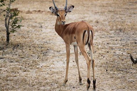 Quadrupeds Examples Of Four Legged Animals With Info And Photos