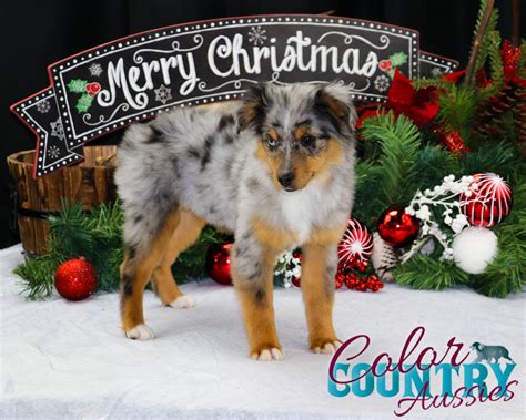 Jens Blue Merle Female Color Country Aussies