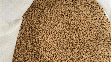 Malted Barleys Additional Uses Cns Maryland