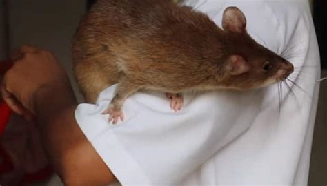 Wow Giant Rats To Sniff Out Tuberculosis In African Prisons Watch