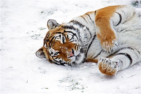 Photos Siberian Tiger Attacks Snowman At Finland Zoo