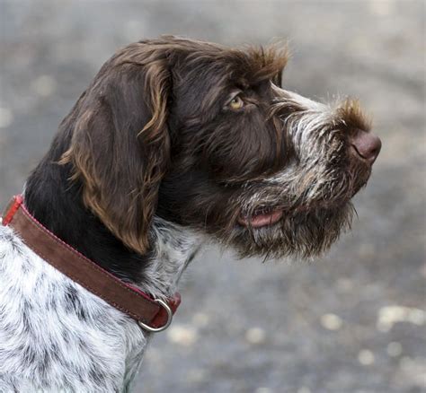 German Wirehaired Pointer German Wirehaired Pointer Dogs Breed