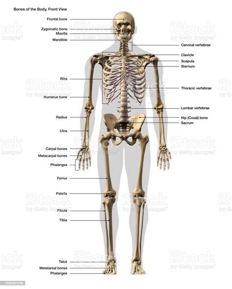 Male Full Body Skeletal System With Labeling Anterior View On White