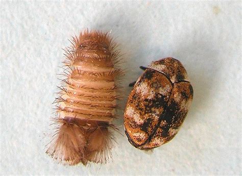 The larva eats bits of gunk from inside your drains. Carpet Beetle - Barmac Pty Ltd