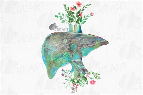 Floral Anatomical Human Liver Decor Art Graphic By Creartgraphics