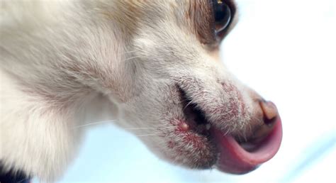 What Is The Reason Of Pimple On Lips In Dogs