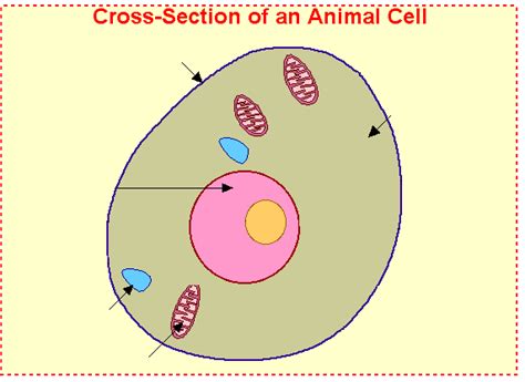 Simple Animal Cell Diagram For Kids Clipart Best