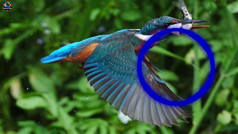 Burung raja udang king fisher yon photography flickr. OCEHAN TENGKEK RAJA UDANG MENJERIT JERIT COCOK UNTUK ...