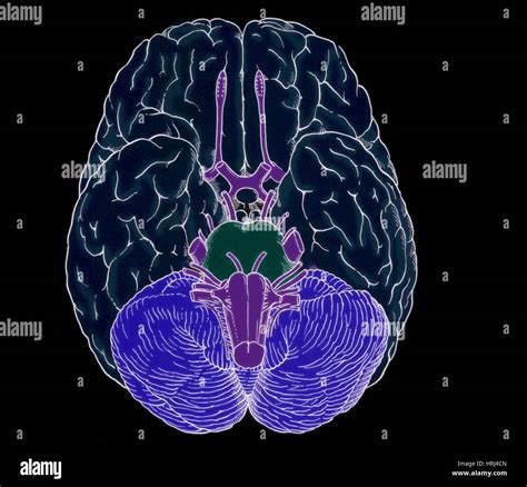 Illustration Of Cranial Nerves Stock Photo Alamy