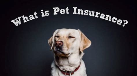 How Pet Insurance Works Everything You Should Know