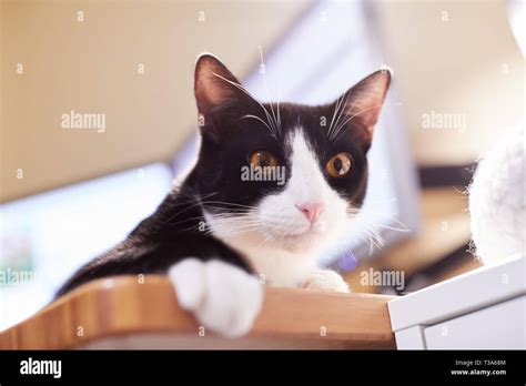 Black White Tuxedo Cat In Hi Res Stock Photography And Images Alamy