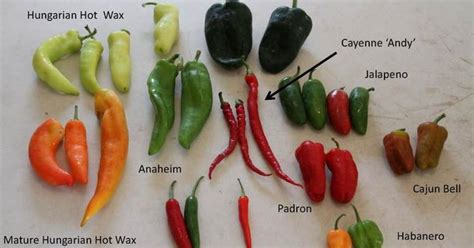 Identifying Hot Peppers Canning Pinterest Garden News Pepper And