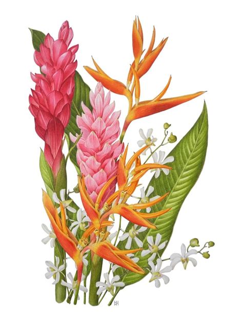 Ginger Flower Illustration Pesquisa Google Watercolor Flowers