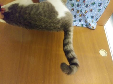 Cat Broken Tail Symptoms Cat Meme Stock Pictures And Photos