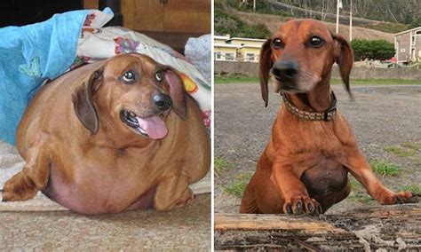 Pictured Obie The Formerly Obese Dachshund Shows Off His