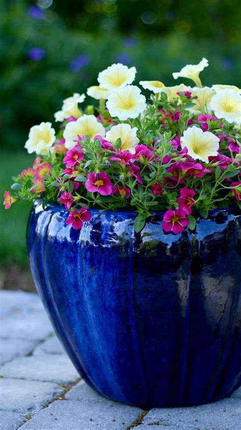 12 Best Perennials For Containers Images On Pinterest Container