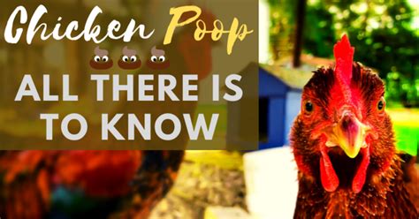 Chicken Poop All There Is To Know Backyard Chickens Learn How To