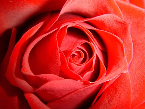 Red Rose Free Photo Download Freeimages