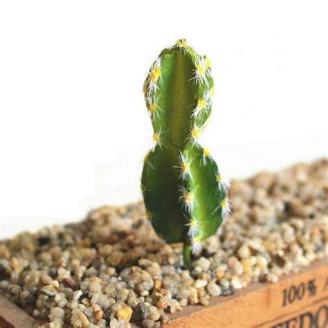 Artificial Cactus Plants Simulation Succulents Fake Arcane Trail