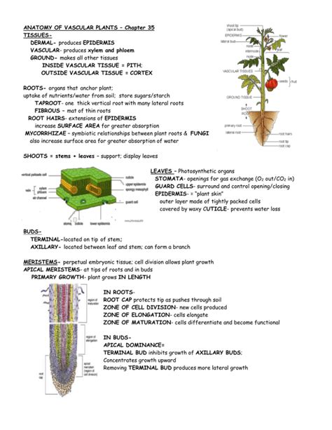 Anatomy Of Vascular Plants Chapter 35 Tissues Dermal Vascular