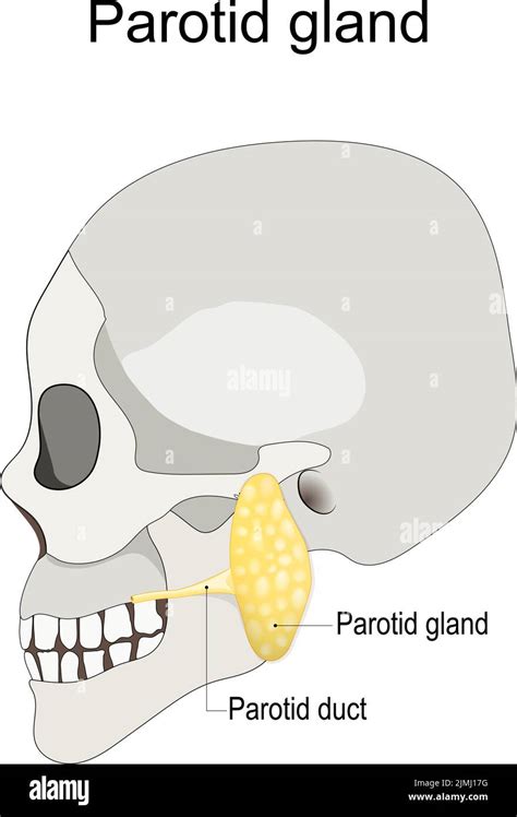 Parotid Duct Stock Vector Images Alamy