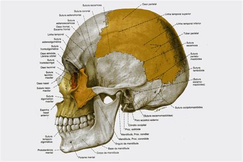 Esqueleto Humano Completo Anatomia Nomes Dos Ossos E Divisões