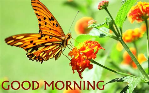 1m Delightful Good Morning Images With Butterflies 2023 Good Morning