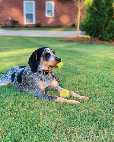 15 Pros And Cons Of Owning Coonhounds Pettime