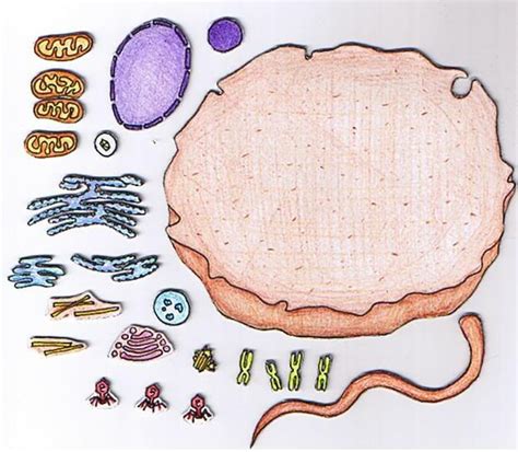 Check spelling or type a new query. 130 best images about Animal and Plant Cells on Pinterest ...