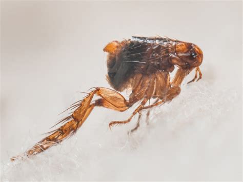 Fleas Flea Indentification And Pest Control And Elimination