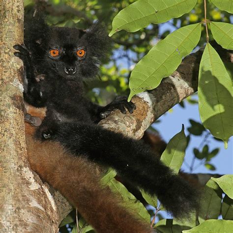Black Lemur Eulemur Macaco New England Primate Conservancy