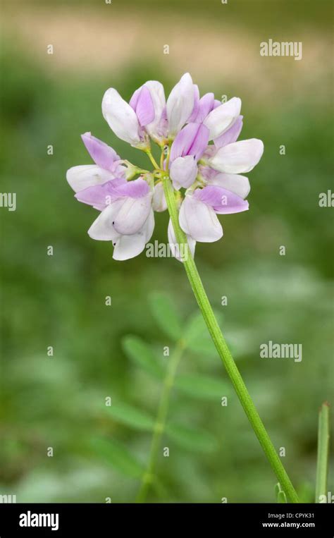 Crown Vetch Securigera Varia Fabaceae Stock Photo Alamy