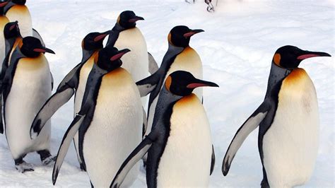 Satellite Images Reveal Penguin Colonies Nobody Knew Existed Indy100