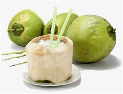 Fresh Coconut Kelapa Muda Png 1024x1024 Png Download Pngkit
