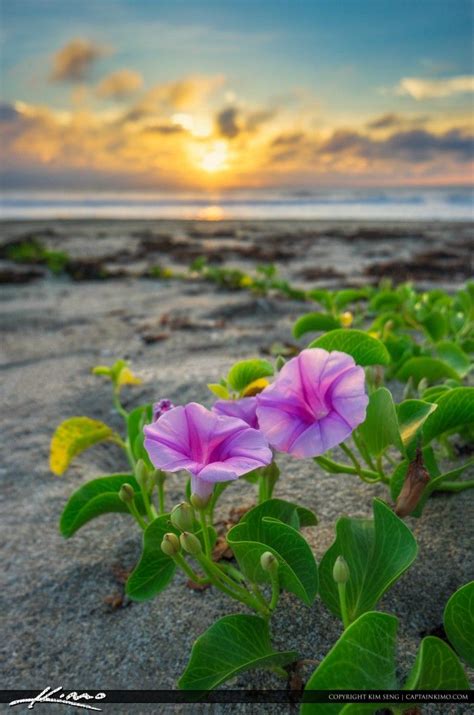 They feature their own line of 561 gear alongside the electric bike shop in port saint lucie, florida, specializes in electronic bikes, selling the absolute best and most reliable electric bicycles on the. Stuart Beach Sunrise Hutchinson Island | Morning glory ...