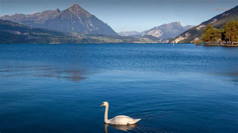 Swan In The Lake Thun Thunersee Bernese Oberland Switzerland