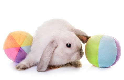 10 Signs You Have A Happy Rabbit Every Bunny Welcome