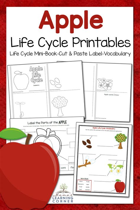 Add to my workbooks (1) download file pdf add to google classroom add to microsoft teams share through. Apple Life Cycle Worksheets - Mamas Learning Corner