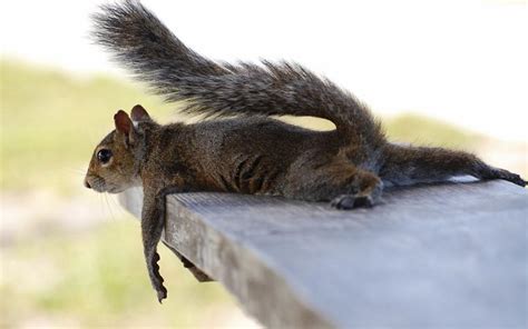 39 Funny Squirrel Wallpaper On Wallpapersafari