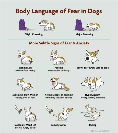 Signs Of Fear And Anxiety In Dogs The Animal Health Foundation The