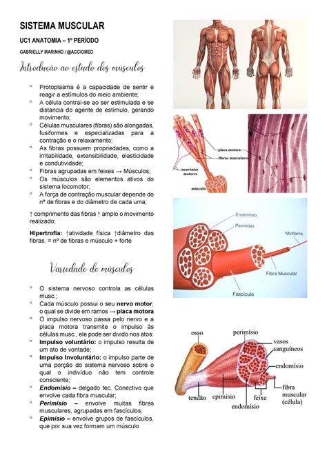 Sistema Muscular Sistema Muscular Uc1 Anatomia 1º PerÍodo Gabrielly