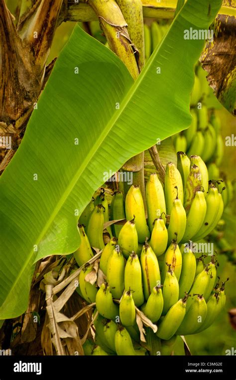Tropical Banana Tree Ripe For Harvesting Fiji Stock Photo 36716358