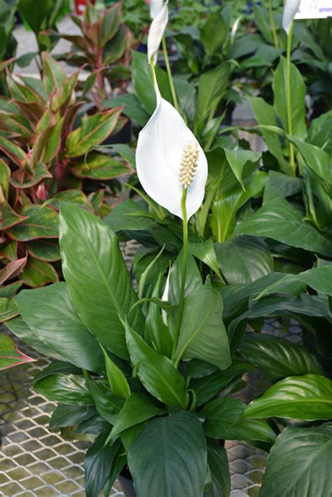 We did not find results for: Sensation Peace Lily (Spathiphyllum 'Sensation') in Selma ...
