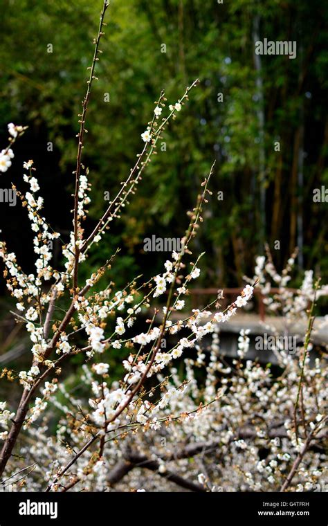 White Plum Flowers In Spring Stock Photo Alamy