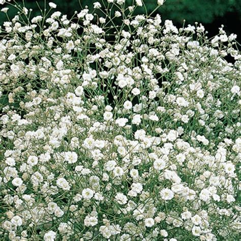 Gypsophila Paniculata White White Babys Breath K Van Bourgondien