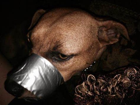 Animal Cruelty News Woman Tapes Dog Mouth Closed And Brags On Facebook