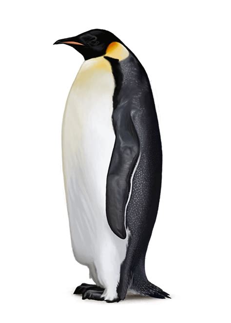 Imagen Png Gratis De Pingüinos Png Arts