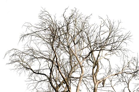 Branches Trees Dead Free Image On Pixabay