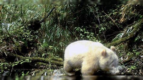 All White Panda Caught On Camera In Chinese Nature Reserve Fox News
