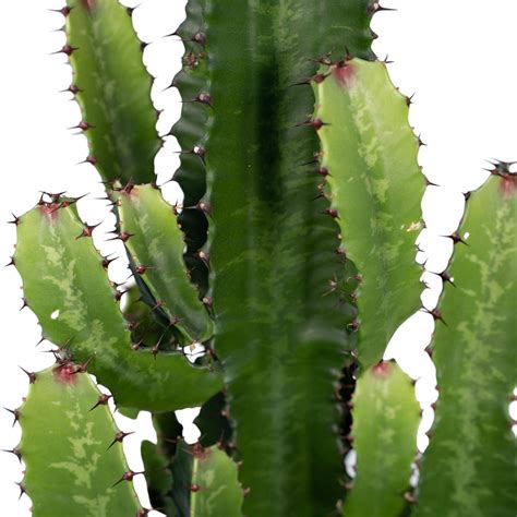Euphorbia Acruensis Ø24 60cm Cactus